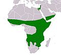 Ficus sycomorus distribution