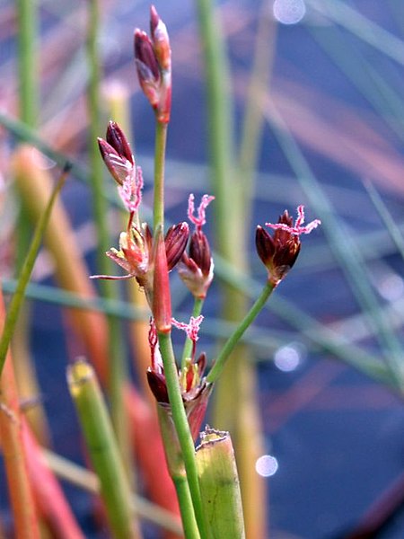 File:Fig. 10 Juncus heterophyllus.jpg