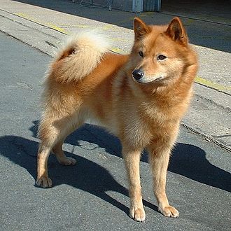 image of doggo
