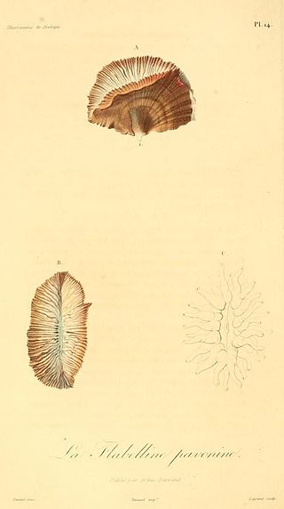 <i>Flabellum pavoninum</i> Species of coral