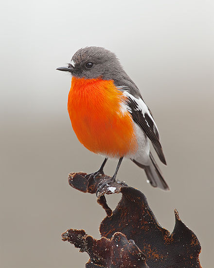 Красная грудка. Огненногрудая петроика. Petroica phoenicea. Краснолобая петроика. Красногрудая Малиновка Маргарет.