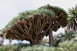 Flickr - brewbooks - Dracaena draco (3).jpg