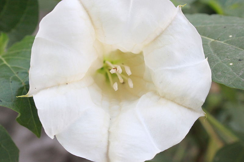 File:Flower 1712.JPG