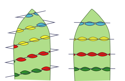 Receptáculo (verde claro) y disposición espiralada y verticilada de las piezas.