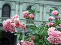 Flowers at the Capitol.JPG