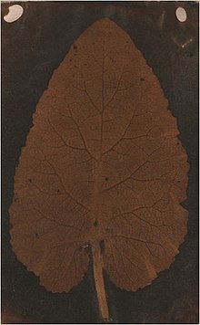 Salted paper photogram of a leaf, circa 1839. A speculative attribution to Wedgwood in 2008 was later retired. Foglia wedgwood.jpg