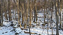 Eastern redoubt on Fort Hill Park