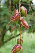 Fruit of B. racemosa