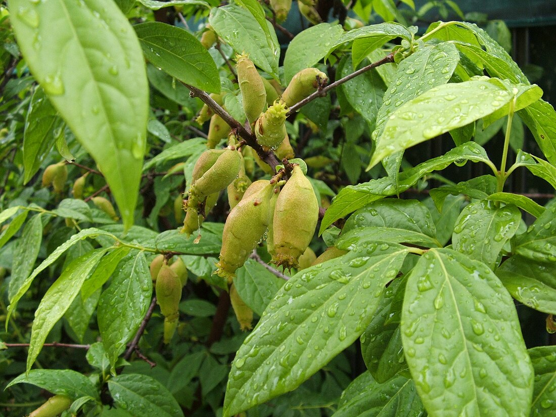 Chimonanthus praecox