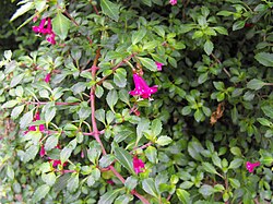 Fuchsiathymifolia.jpg