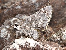 GIANT-SKIPPER, ARIZONA (Agathymus aryxna) (10-17-13) base of lower humboldt cyn, patagonia mts, scc, az -03 (10335951346).jpg