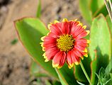 Gaillardia x grandiflora (Asteraceae)