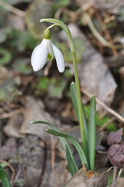 File:Galanthus nivalis 1a.JPG