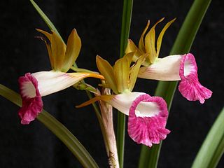 <i>Galeandra minax</i> Species of orchid
