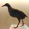 ヤンバルクイナの剥製。(東京の国立科学博物館の展示）