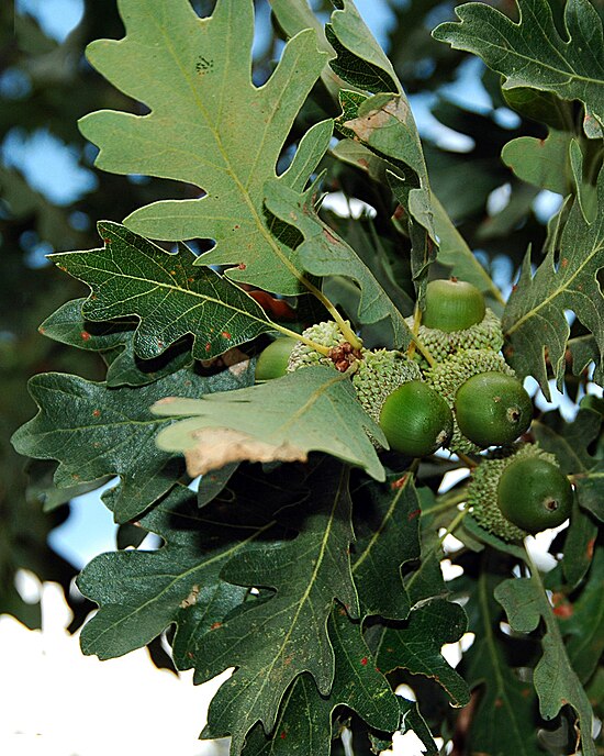 Дуб бук каштан. Quercus macranthera жёлудь. Quercus gambelii. Quercus semecarpifolia. Quercus chrysolepis.