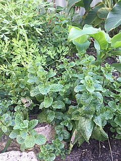 Herb Plant used for food, medicine or perfume