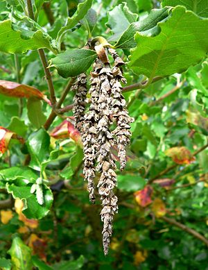 Garrya elliptica James Roof 3.jpg