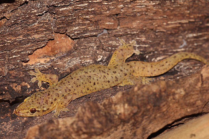 File:Gehyra mutilata 53184734.jpg