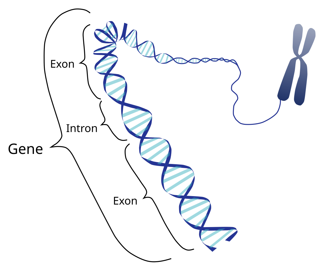 File:Gene Intron Exon nb.svg