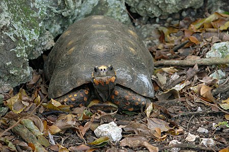 Chelonoidis carbonaria