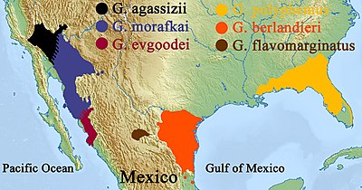 Geographic distribution of the North American tortoises of the genus Gopherus Geographic distribution of the North American tortoises of the genus Gopherus.jpg