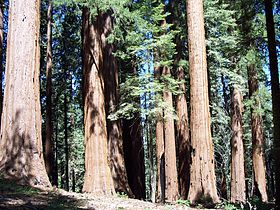 Sequoia trees in the Giant Forest