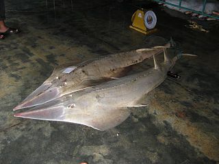 Sharpnose guitarfish Species of cartilaginous fish