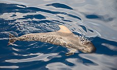 Globicephala macrorhynchus Tenerife 2012.jpg