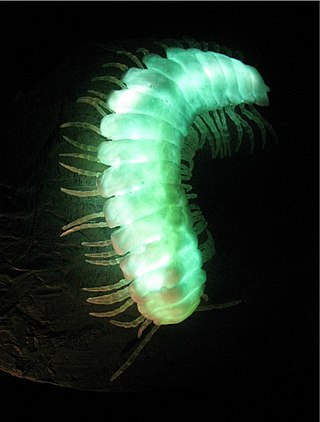 <i>Motyxia</i> Genus of millipedes