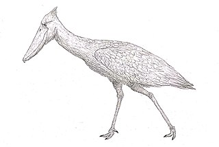 <i>Goliathia</i> Extinct species of bird