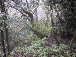 La Gomera