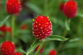 <i>Gomphrena haageana</i> Species of flowering plant