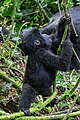 * Nomination Mountain gorilla (Gorilla beringei beringei), Bwindi Impenetrable National Park, Uganda --Poco a poco 07:33, 3 June 2024 (UTC) * Critique requise