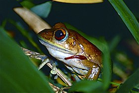 Goudot's Bright-eyed Frog (Boophis goudotii) with leech (9648231244).jpg