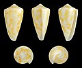 * Nomination Shell of a Flame Cone, Conus flavescens --Llez 19:10, 1 May 2015 (UTC) * Promotion Good quality. --Hubertl 19:14, 1 May 2015 (UTC)