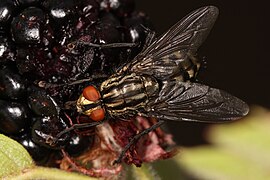 Graue Fleischfliege common flesh fly Sarcophaga carnaria.jpg