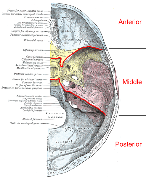 File:Gray193 - Cranial fossae.png