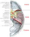 diagram of cranial fossae