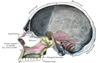 Sagitální řez lebkou; temenní kost mezi čelní a týlní kostí a je vyznačena šedobílou barvou. Gray's Anatomy, 1918
