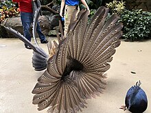 A male great argus displaying his fanned wings. Bottom right: a Victoria crowned pigeon. Great Argus displaying wings 3.jpg