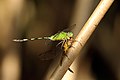 Great pondhawk (Erythemis vesiculosa) male with Band-winged dragonlet (Erythrodiplax umbrata) female Tr.JPG