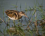 Greater Painted-snipe (نر) .jpg