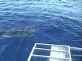 File:Greatwhitesharks video 1.wmv.ogv
