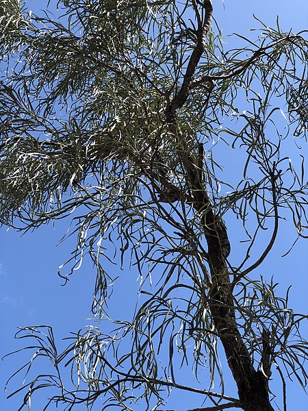 Grevillea_parallela