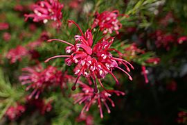 Inflorescence.