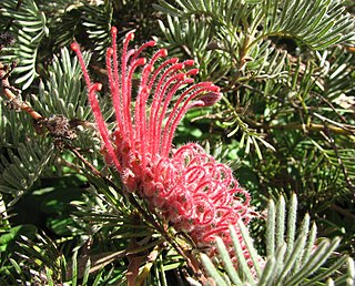 <i>Grevillea thyrsoides</i> Species of shrub in the family Proteaceae endemic to Western Australia