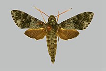 Griseosphinx preechari BMNHE272712 זכר up.jpg