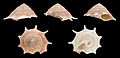 * Nomination Shell of an Aculeate Star Turban, Guildfordia aculeata --Llez 20:14, 17 March 2017 (UTC) * Promotion Good quality. --Ermell 20:18, 17 March 2017 (UTC)