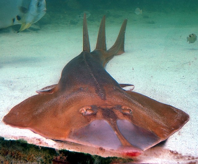 File:Guitar shark At Green Connection Aquarium - panoramio.jpg - Wikimedia  Commons